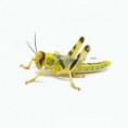 Wüstenheuschrecke Dose 